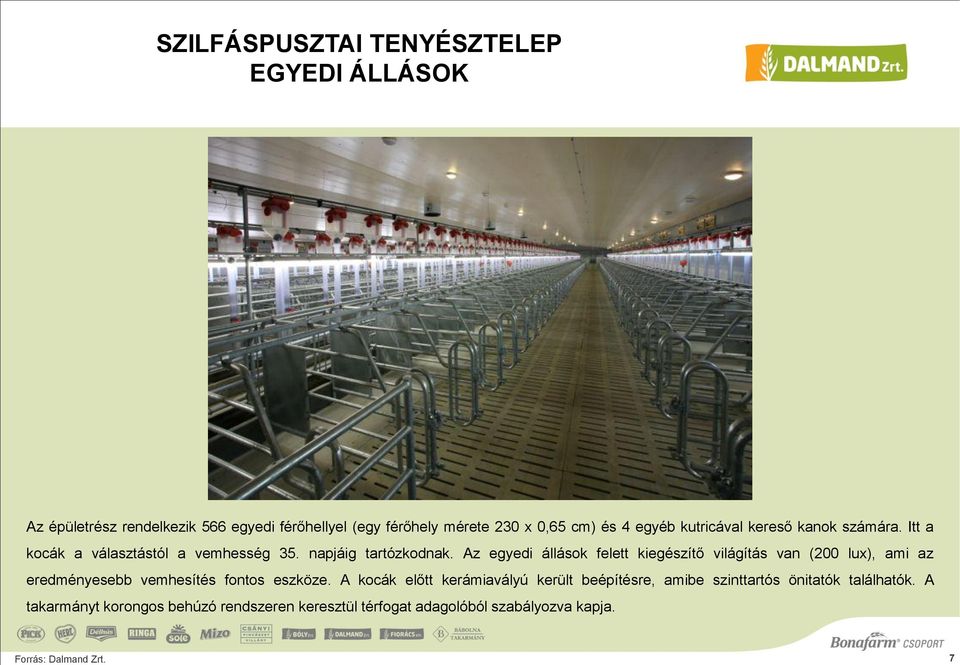 Az egyedi állások felett kiegészítő világítás van (200 lux), ami az eredményesebb vemhesítés fontos eszköze.