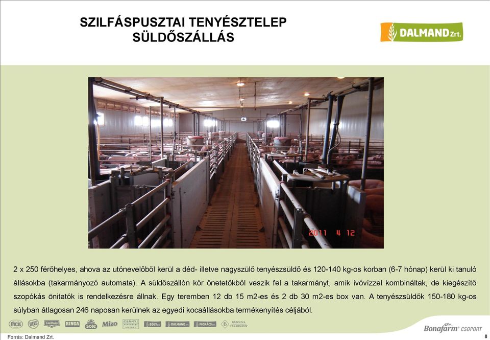 A süldőszállón kör önetetőkből veszik fel a takarmányt, amik ivóvízzel kombináltak, de kiegészítő szopókás önitatók is rendelkezésre
