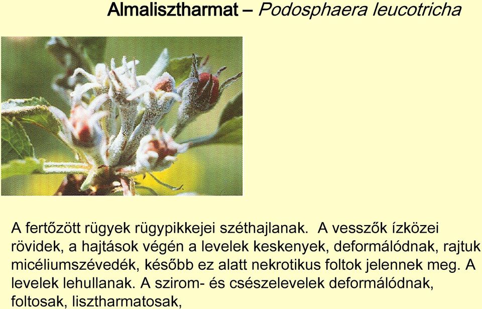 A vesszők ízközei rövidek, a hajtások végén a levelek keskenyek, deformálódnak,