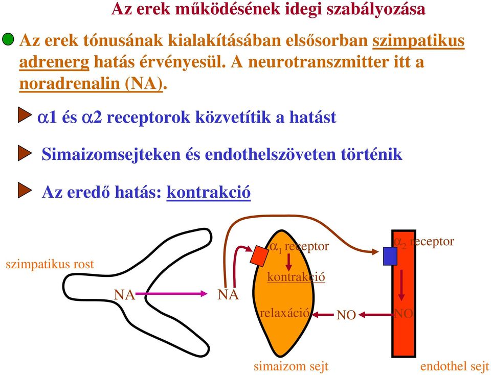 α1 és α2 receptorok közvetítik a hatást Simaizomsejteken és endothelszöveten történik Az eredő