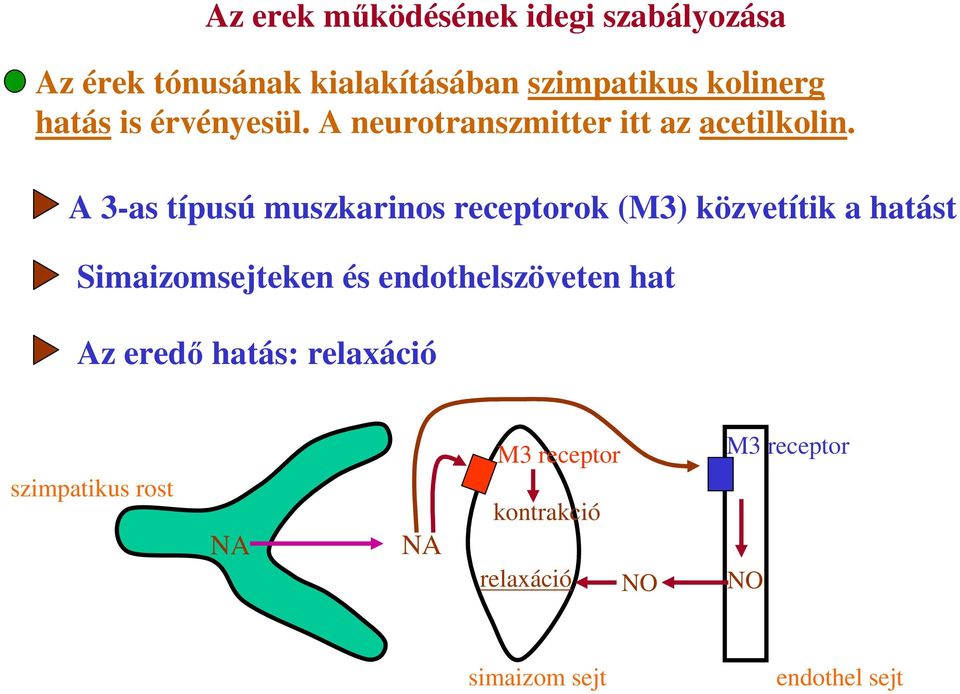 A 3-as típusú muszkarinos receptorok (M3) közvetítik a hatást Simaizomsejteken és