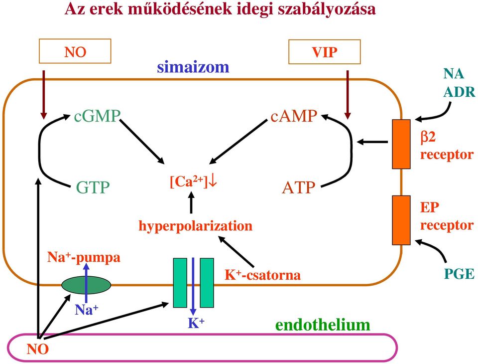 [Ca 2+ ] hyperpolarization ATP EP receptor Na