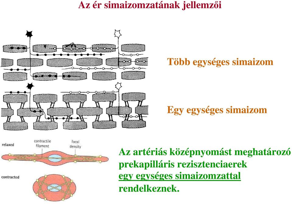 középnyomást meghatározó prekapilláris