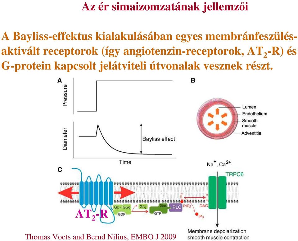 angiotenzin-receptorok, AT 2 -R) és G-protein kapcsolt