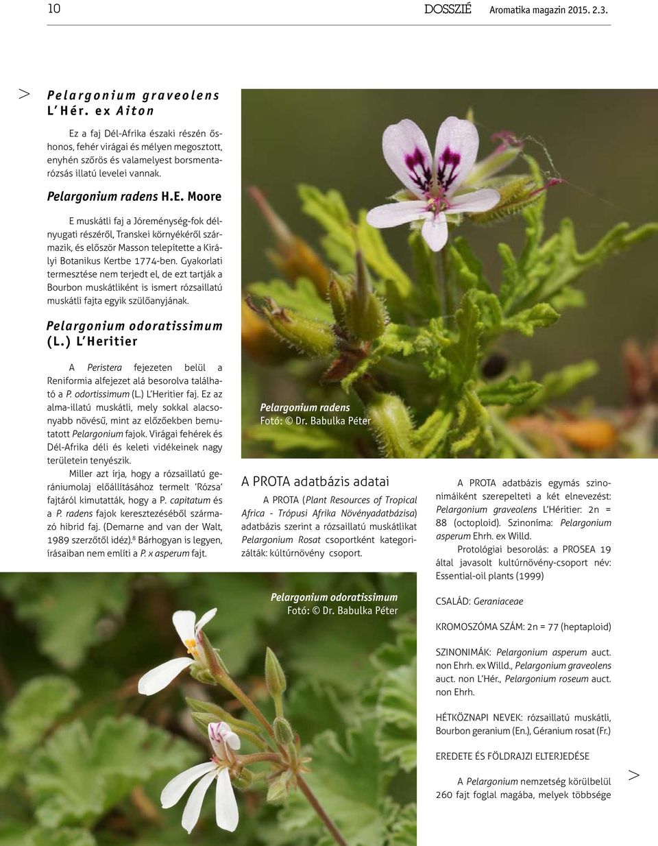Gyakorlati termesztése nem terjedt el, de ezt tartják a Bourbon muskátliként is ismert rózsaillatú muskátli fajta egyik szülőanyjának. Pelargonium odoratissimum (L.