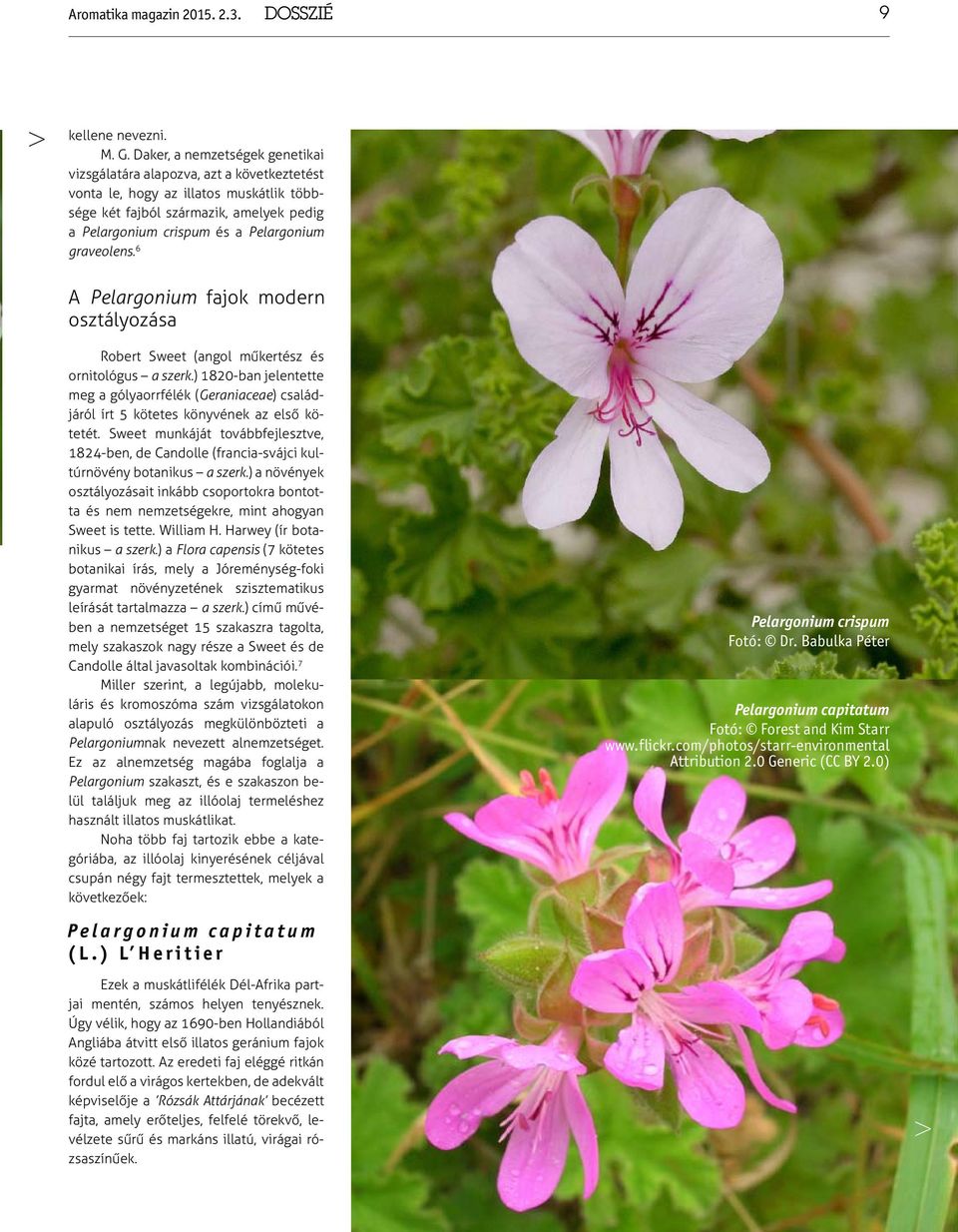 graveolens. 6 A Pelargonium fajok modern osztályozása Robert Sweet (angol műkertész és ornitológus a szerk.