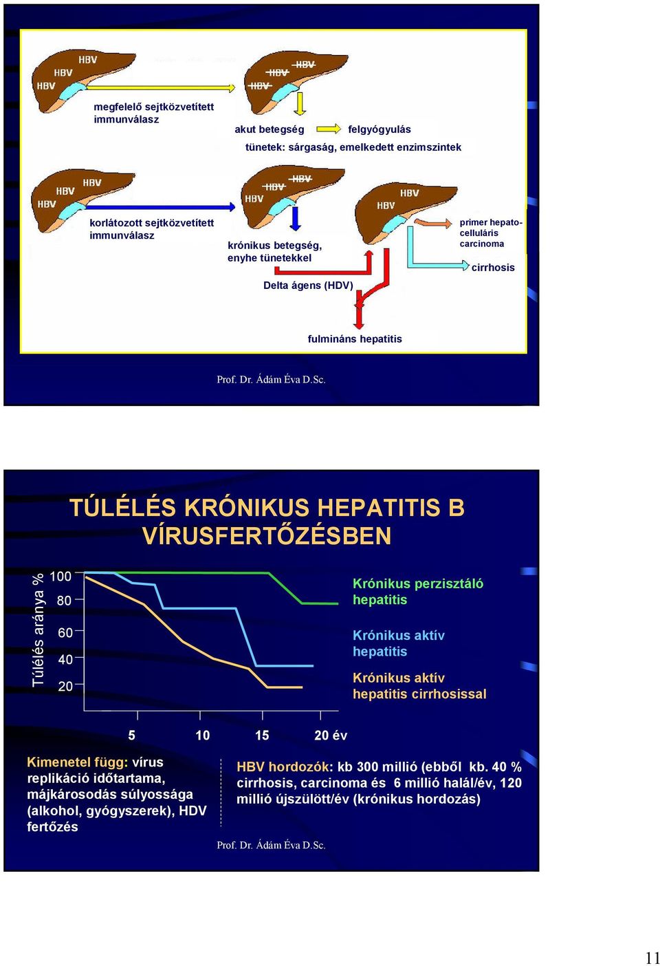 20 Krónikus perzisztáló hepatitis Krónikus aktív hepatitis Krónikus aktív hepatitis cirrhosissal 5 10 15 20 év Kimenetel függ: vírus replikáció idıtartama, májkárosodás