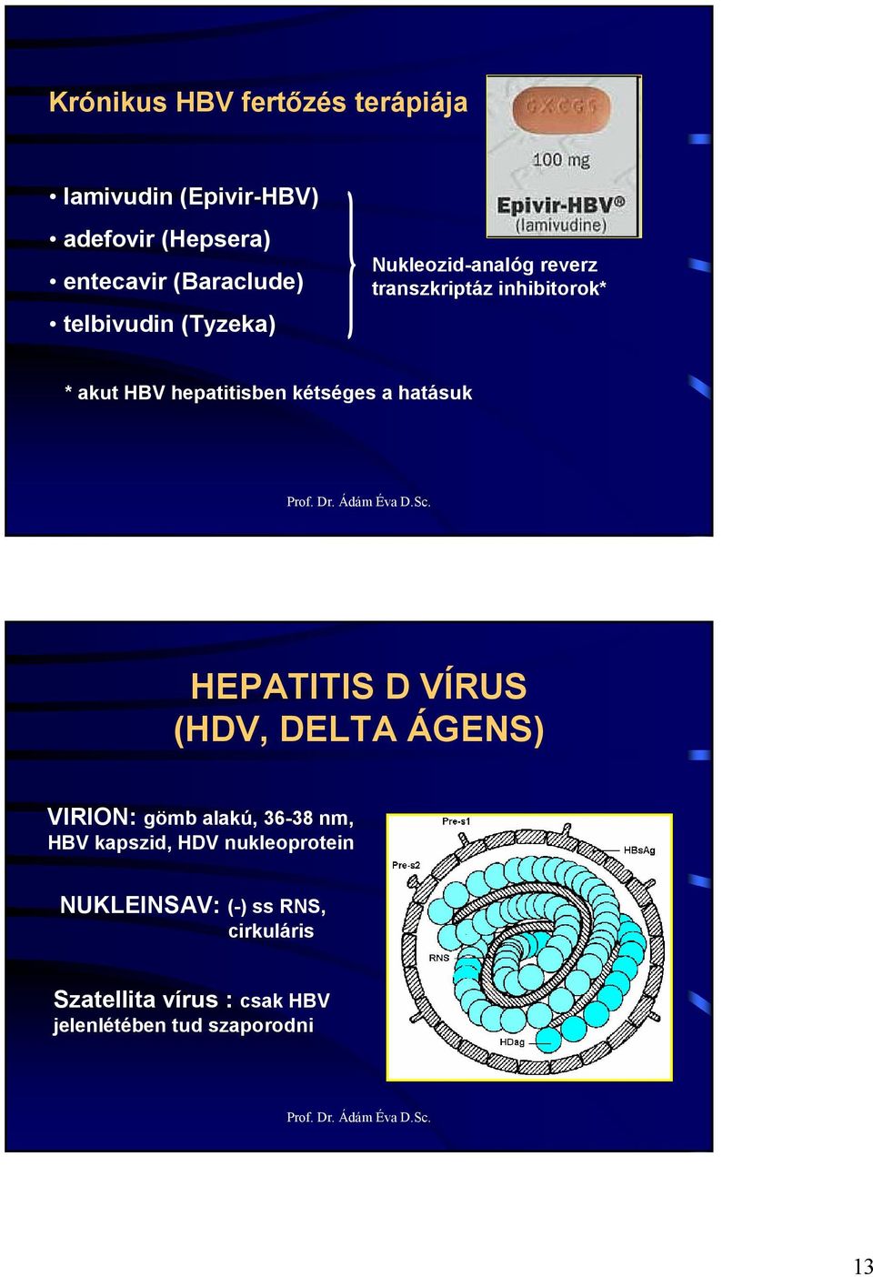 kétséges a hatásuk HEPATITIS D VÍRUS (HDV, DELTA ÁGENS) VIRION: gömb alakú, 36-38 nm, HV kapszid,