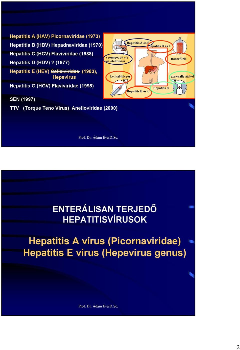 (1977) Hepatitis E (HEV) aliciviridae (1983), Hepevirus Hepatitis G (HGV) Flaviviridae (1995) SEN