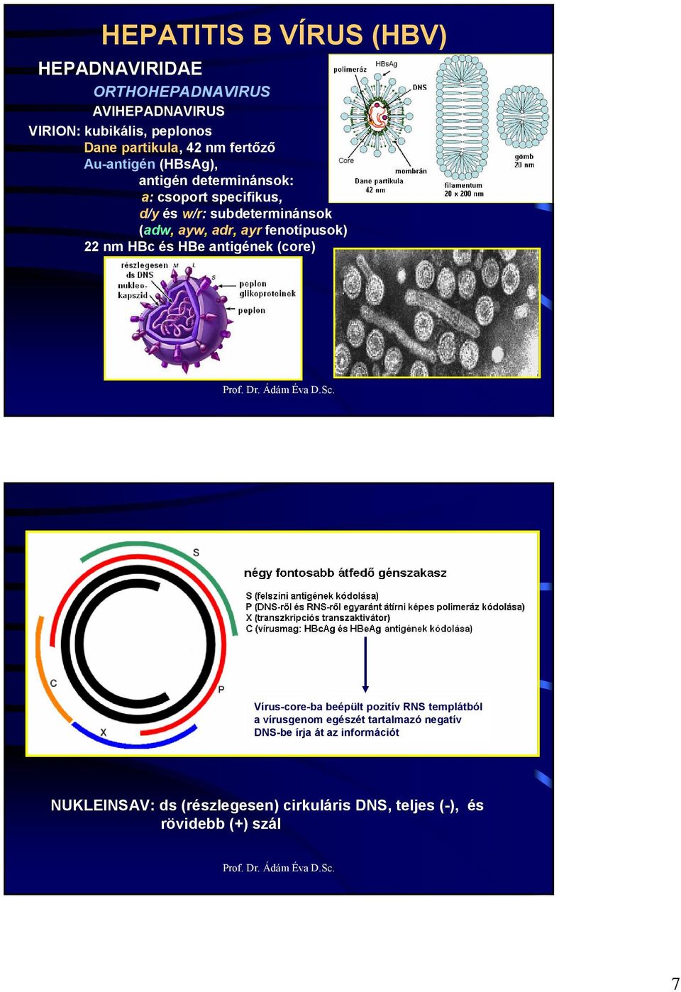 fenotípusok) 22 nm Hc és He antigének (core) + DNS - DNS Vírus-core-ba beépült pozitív RNS templátból a vírusgenom egészét