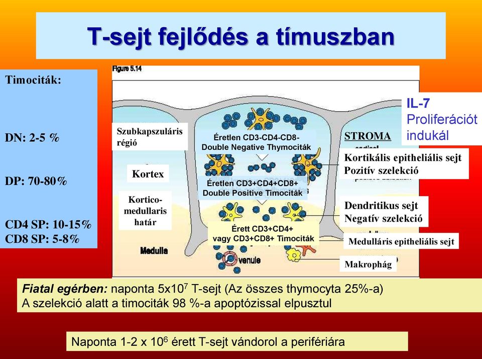 epitheliális sejt Pozitív szelekció Dendritikus sejt Negatív szelekció IL-7 Proliferációt indukál Medulláris epitheliális sejt Makrophág Fiatal egérben: