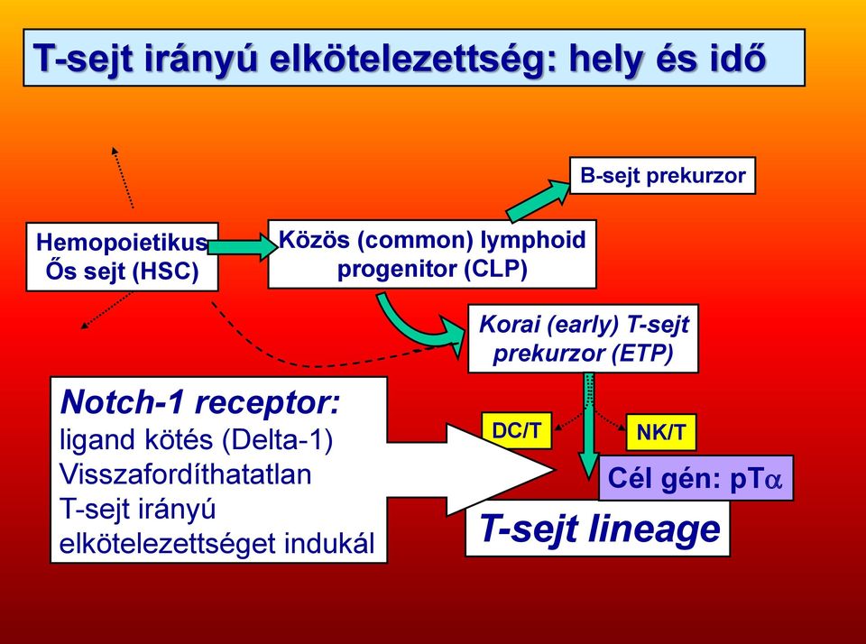 prekurzor (ETP) Notch-1 receptor: ligand kötés (Delta-1)