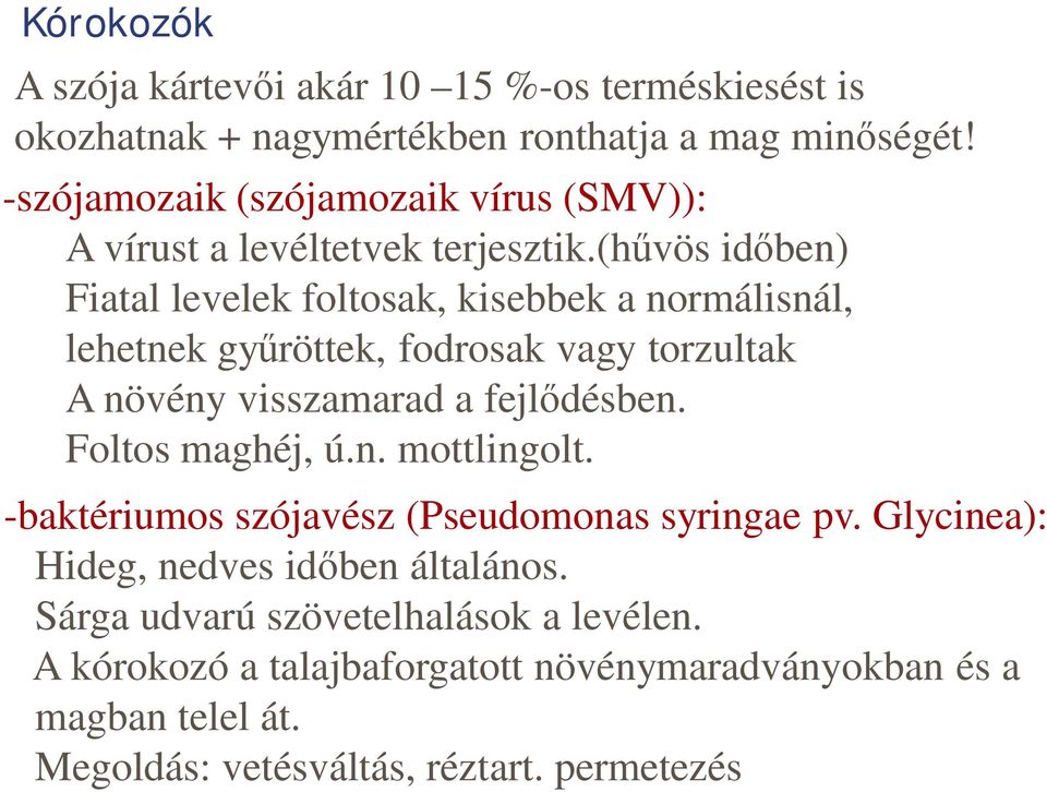 (h vös id ben) Fiatal levelek foltosak, kisebbek a normálisnál, lehetnek gy röttek, fodrosak vagy torzultak A növény visszamarad a fejl désben.