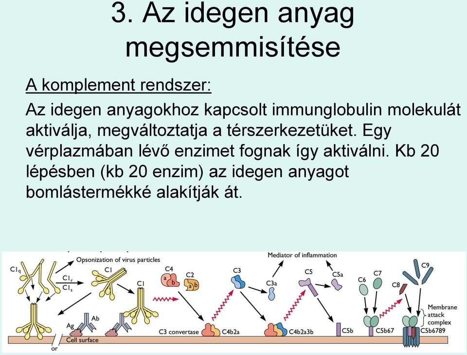 a térszerkezetüket. Egy vérplazmában lévő enzimet fognak így aktiválni.