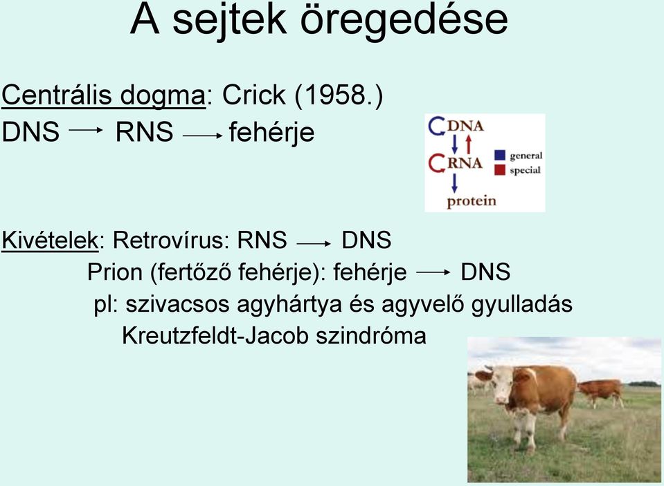 Prion (fertőző fehérje): fehérje DNS pl: szivacsos