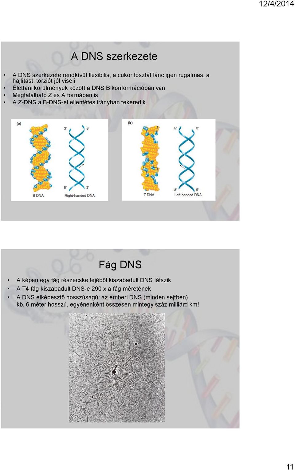 tekeredik Fág DNS A képen egy fág részecske fejéből kiszabadult DNS látszik A T4 fág kiszabadult DNS-e 290 x a fág méretének