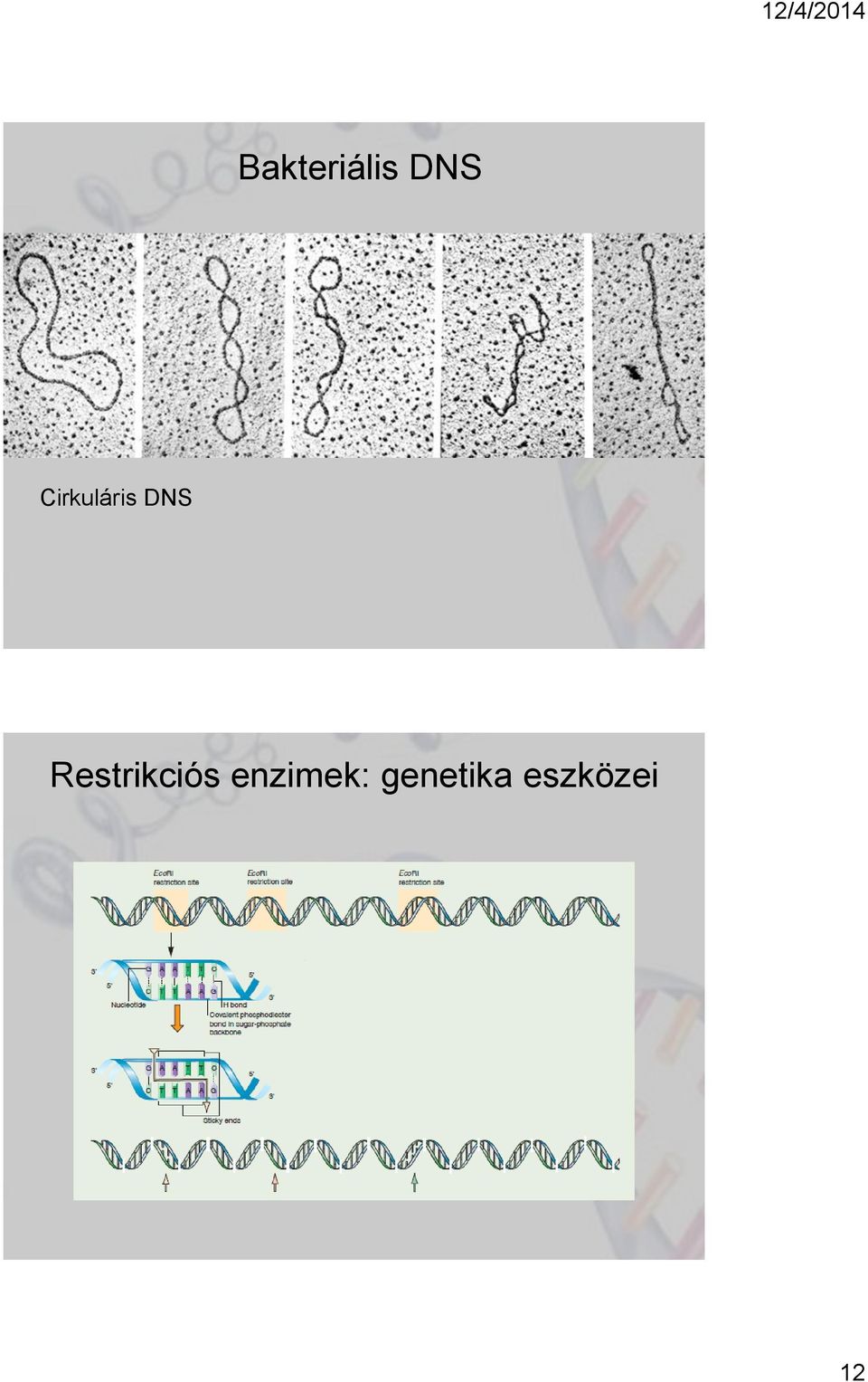 Restrikciós