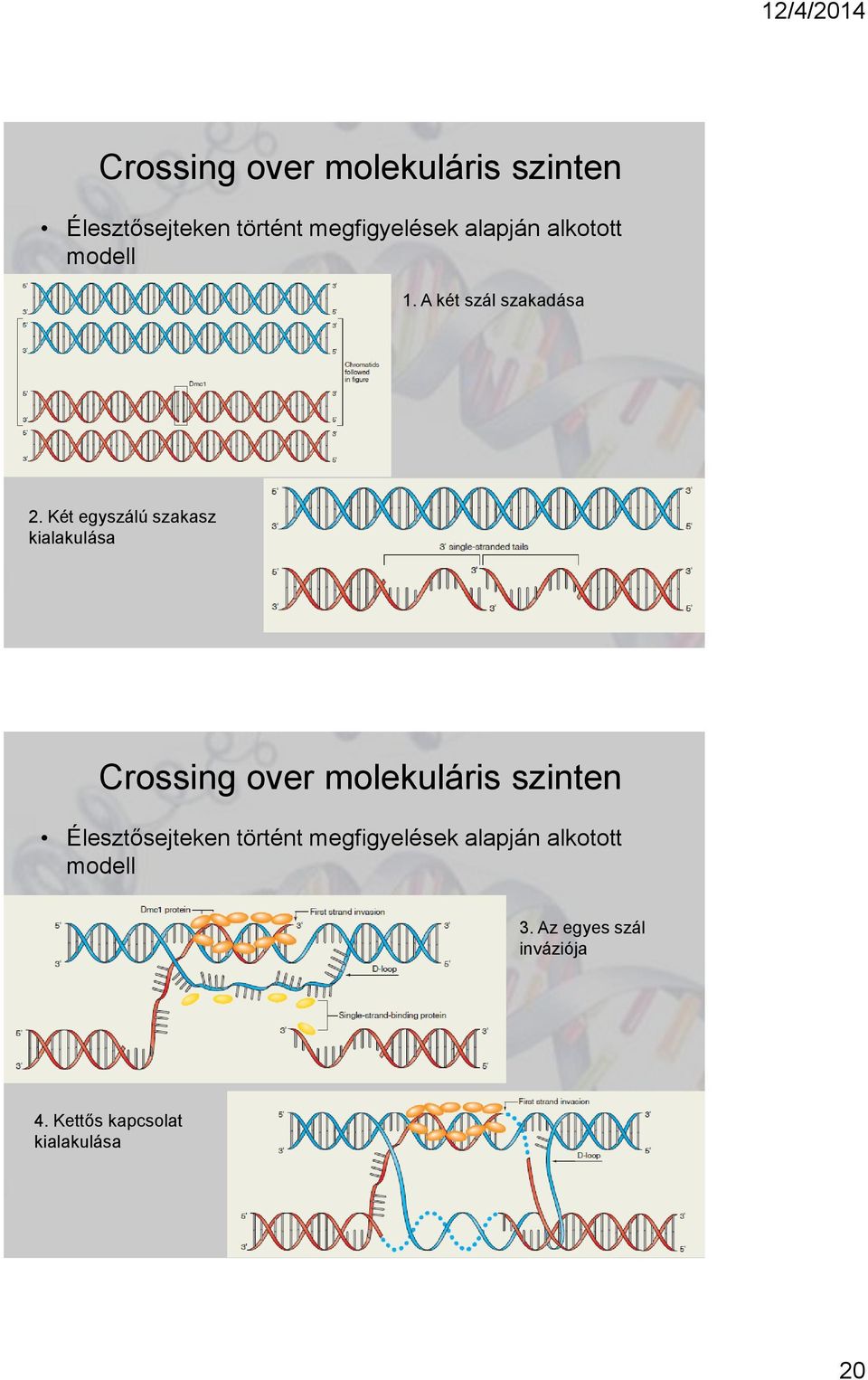 Két egyszálú szakasz kialakulása  alapján alkotott modell 3.