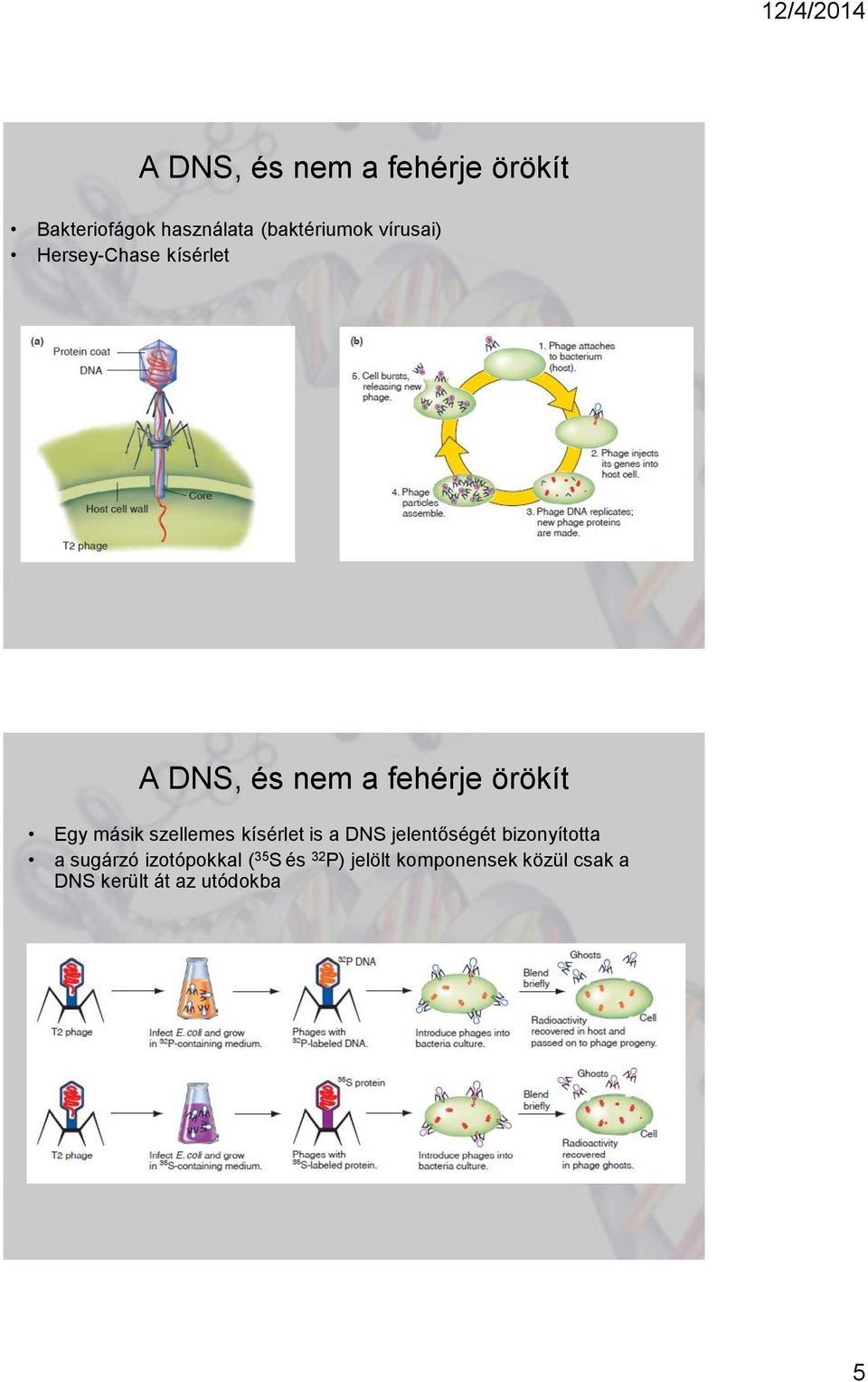 szellemes kísérlet is a DNS jelentőségét bizonyította a sugárzó