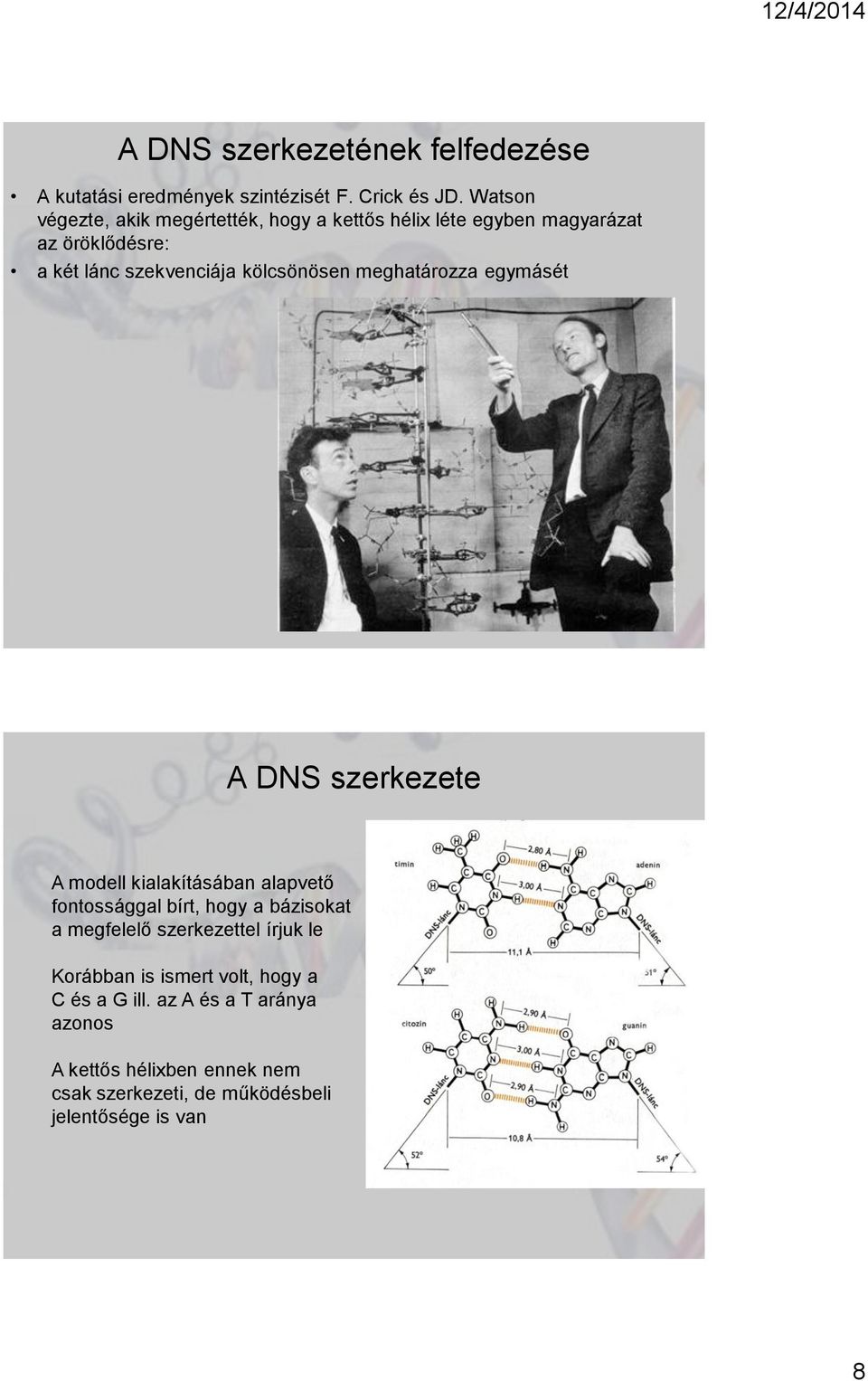 kölcsönösen meghatározza egymásét A DNS szerkezete A modell kialakításában alapvető fontossággal bírt, hogy a bázisokat a