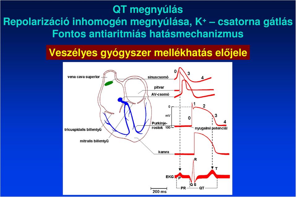 Fontos antiaritmiás hatásmechanizmus