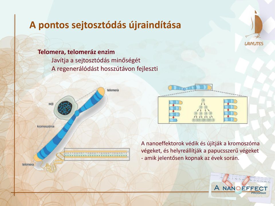 fejleszti A nanoeffektorok védik és újítják a kromoszóma végeket,