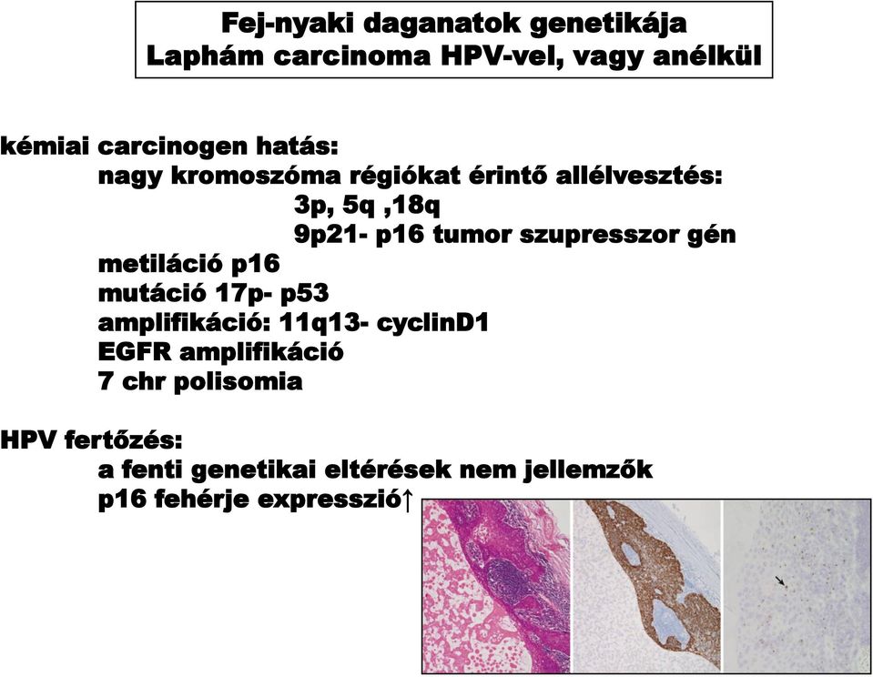 szupresszor gén metiláció p16 mutáció 17p- p53 amplifikáció: 11q13- cyclind1 EGFR