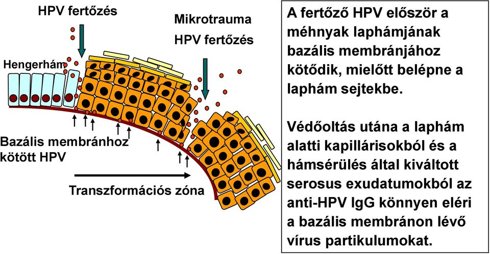 Bazális membránhoz kötött HPV Transzformációs zóna Védőoltás utána a laphám alatti