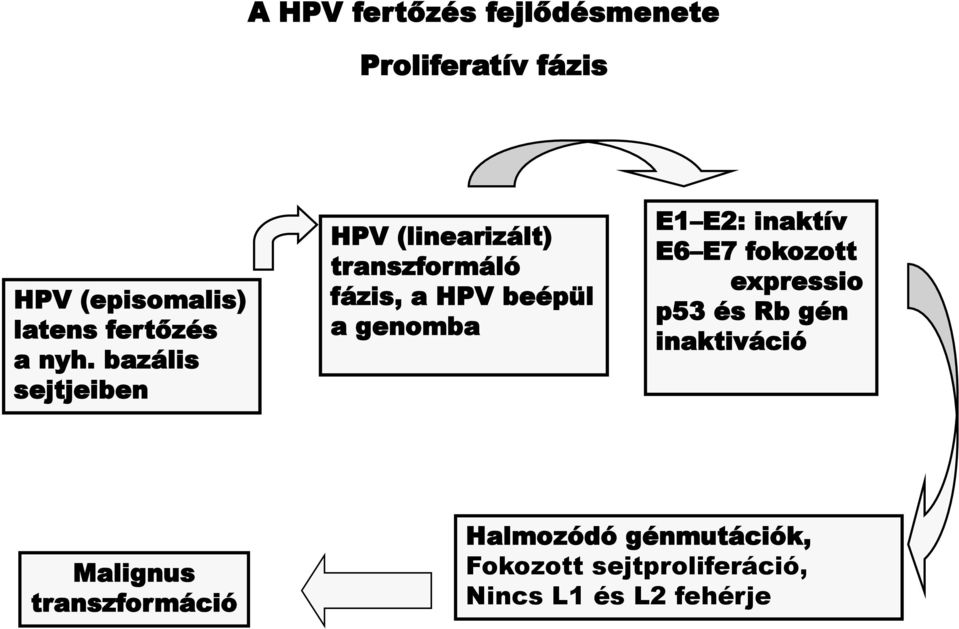 bazális sejtjeiben HPV (linearizált) transzformáló fázis, a HPV beépül a genomba