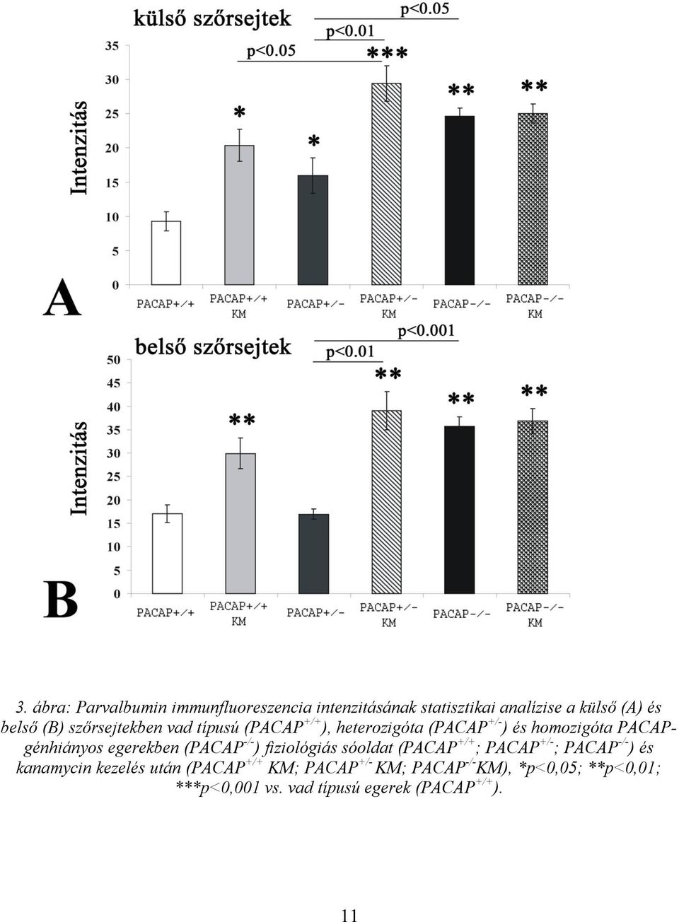 egerekben (PACAP -/- ) fiziológiás sóoldat (PACAP +/+ ; PACAP +/- ; PACAP -/- ) és kanamycin kezelés