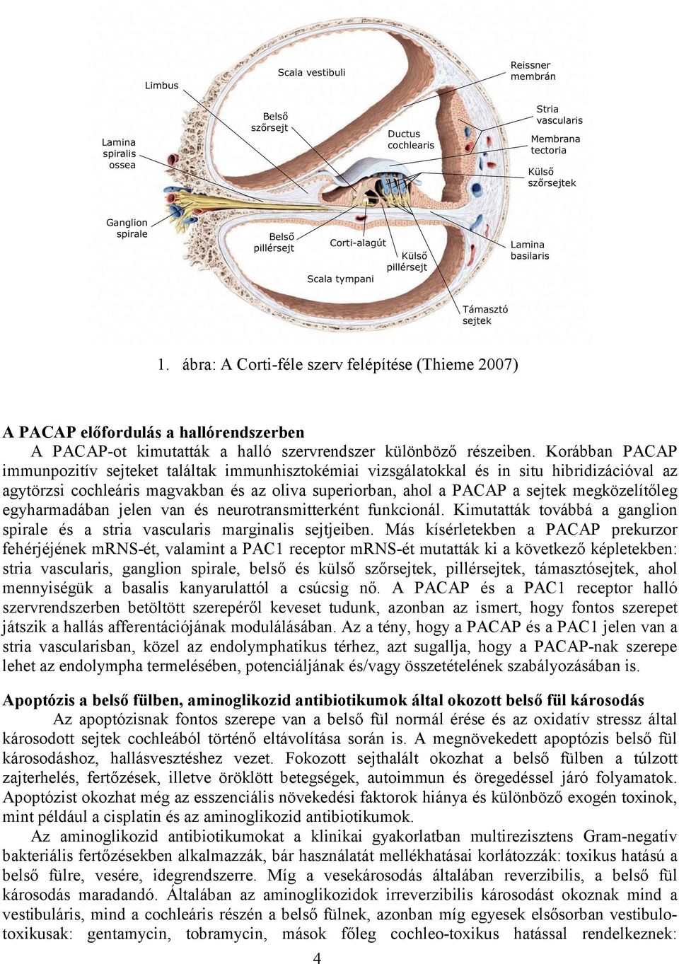 megközelítőleg egyharmadában jelen van és neurotransmitterként funkcionál. Kimutatták továbbá a ganglion spirale és a stria vascularis marginalis sejtjeiben.