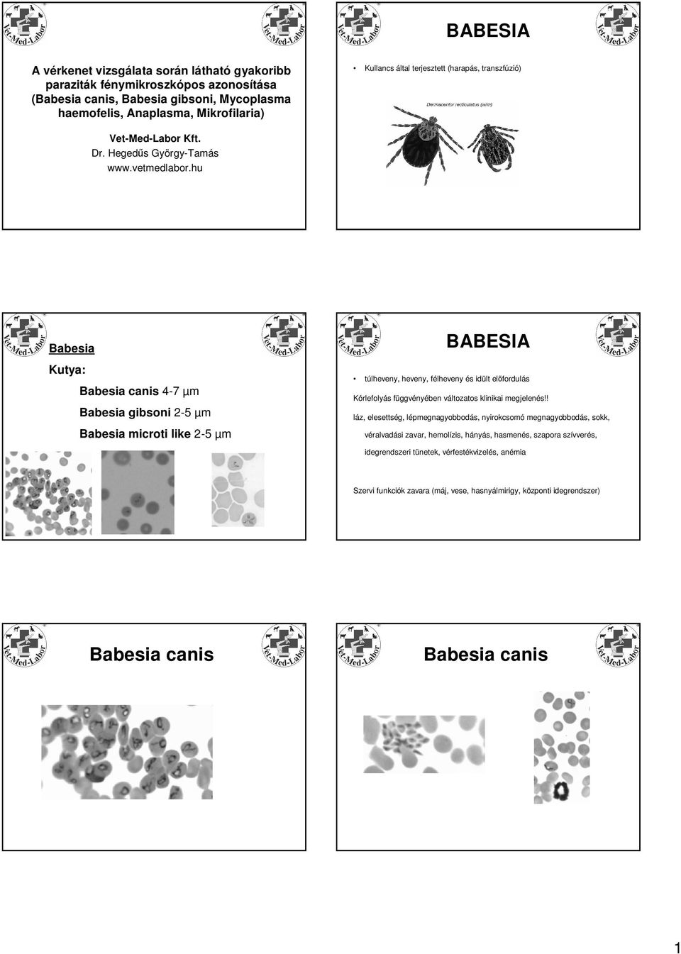 hu Babesia Kutya: Babesia canis 4-7 µm Babesia gibsoni 2-5 µm Babesia microti like 2-5 µm BABESIA túlheveny, heveny, félheveny és idült előfordulás Kórlefolyás függvényében változatos