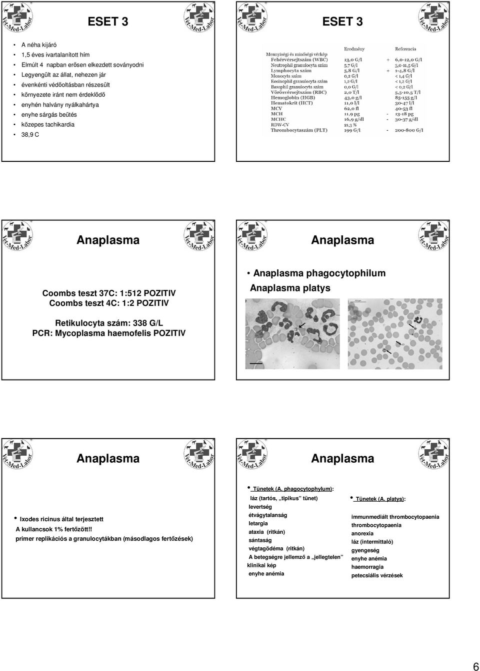 Mycoplasma haemofelis POZITIV Ixodes ricinus által terjesztett A kullancsok 1% fertőzött!! primer replikációs a granulocytákban (másodlagos fertőzések) Tünetek (A.