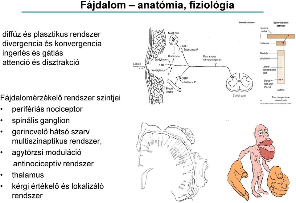 szintjei perifériás nociceptor spinális ganglion gerincvelő hátsó szarv