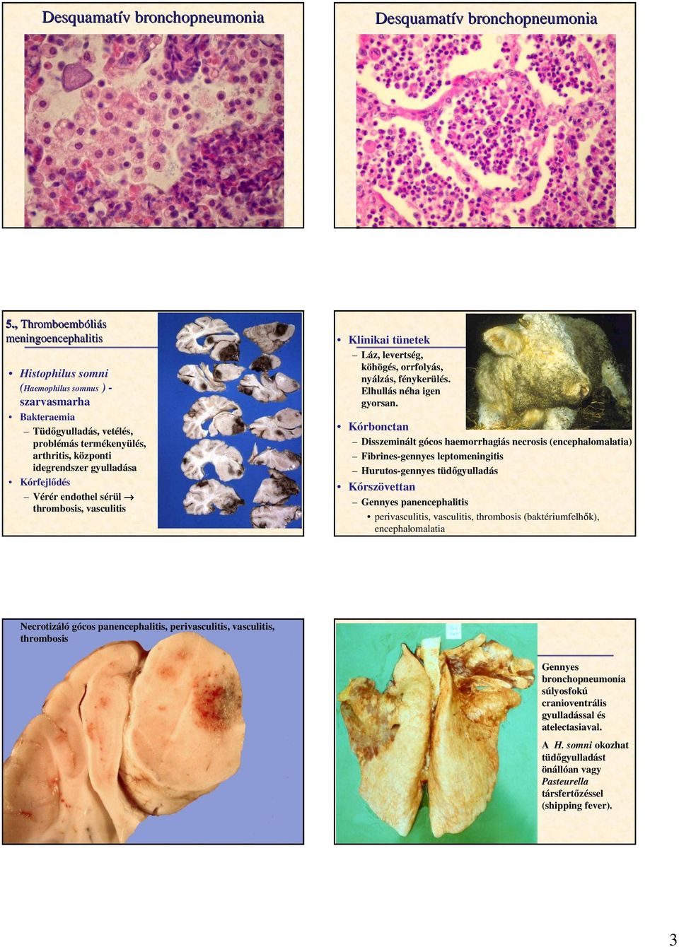 gyulladása Kórfejlıdés Vérér endothel sérül thrombosis, vasculitis Klinikai tünetek Láz, levertség, köhögés, orrfolyás, nyálzás, fénykerülés. Elhullás néha igen gyorsan.