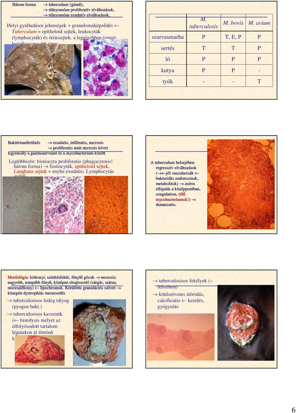 avium ló kutya - tyúk - - T Baktériumfert riumfertızés Egyensúly exudatio, infiltratio,, necrosis proliferatio amit necrosis követ ly a gazdaszervezet és a mycobacterium között Legtöbbször: