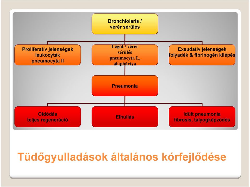 , alaphártya Exsudativ jelenségek folyadék & fibrinogén kilépés Pneumonia