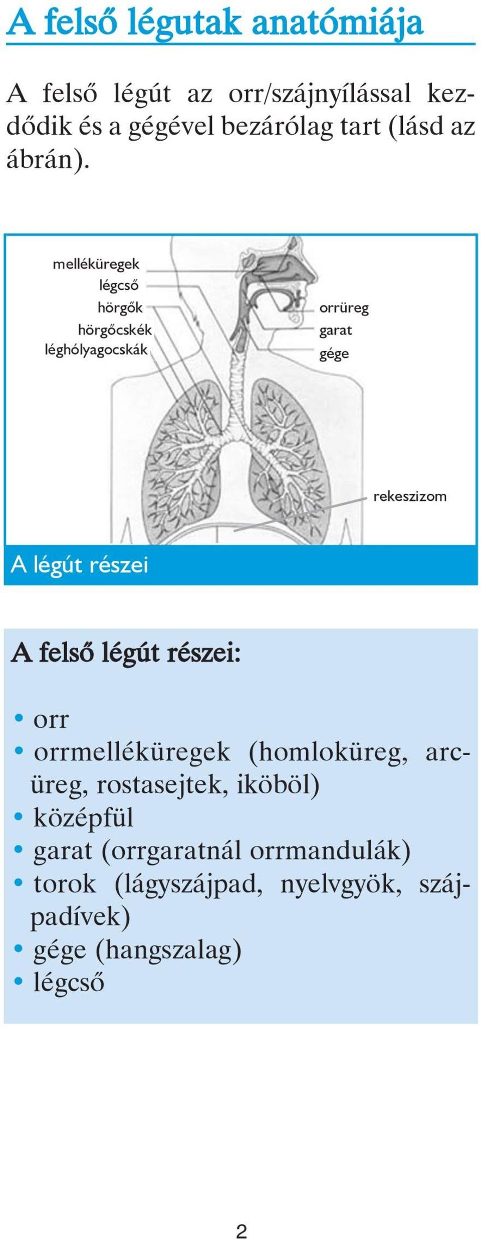 melléküregek légcsõ hörgõk hörgõcskék léghólyagocskák orrüreg garat gége rekeszizom A légút részei A