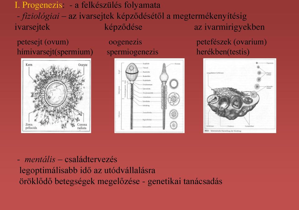 petefészek (ovarium) hímivarsejt(spermium) spermiogenezis herékben(testis) - mentális