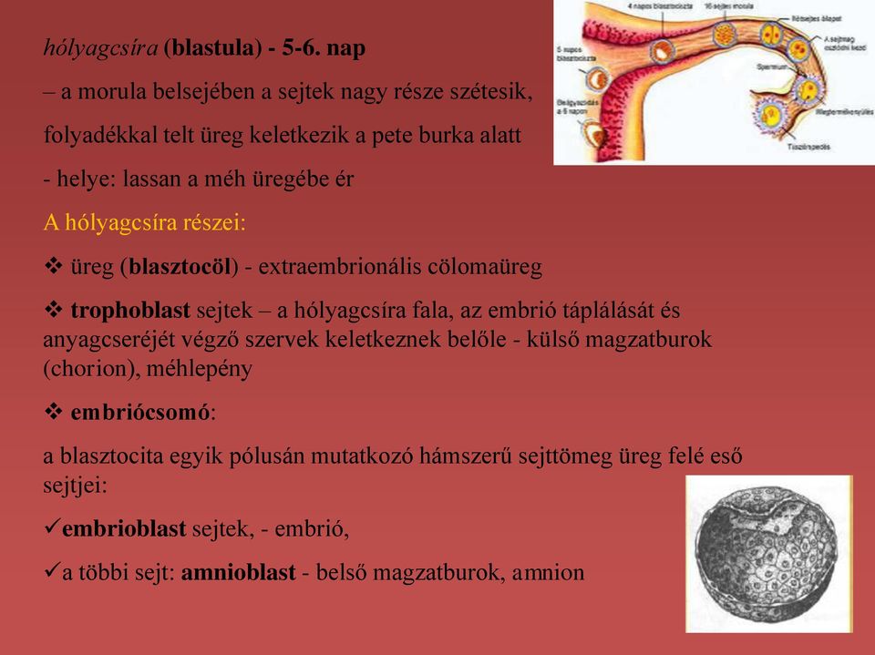 hólyagcsíra részei: üreg (blasztocöl) - extraembrionális cölomaüreg trophoblast sejtek a hólyagcsíra fala, az embrió táplálását és