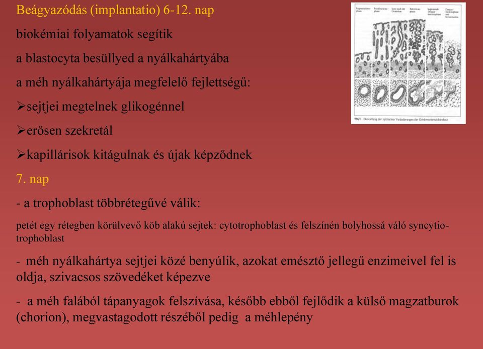 szekretál kapillárisok kitágulnak és újak képződnek 7.