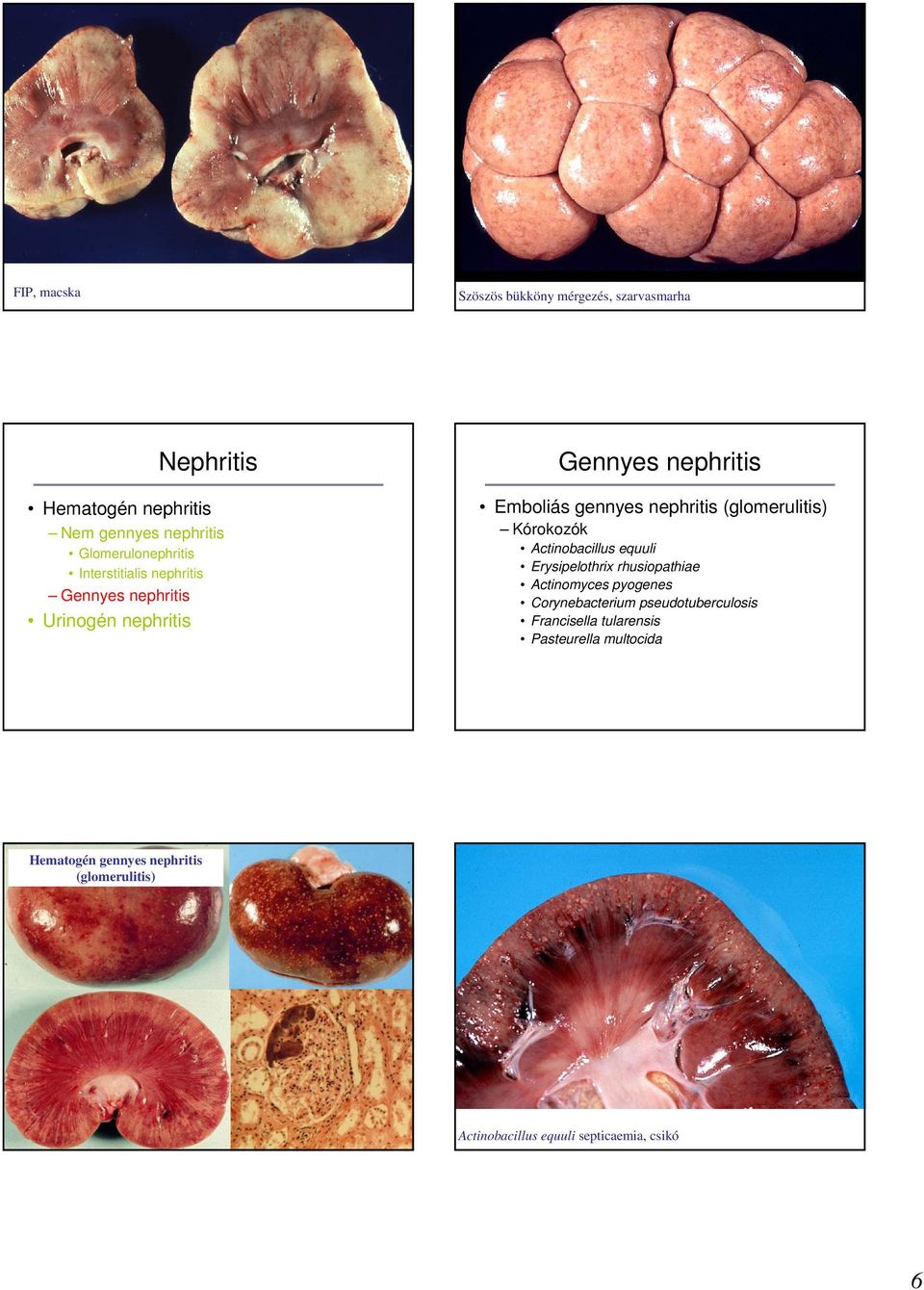 Kórokozók Actinobacillus equuli Erysipelothrix rhusiopathiae Actinomyces pyogenes Corynebacterium pseudotuberculosis