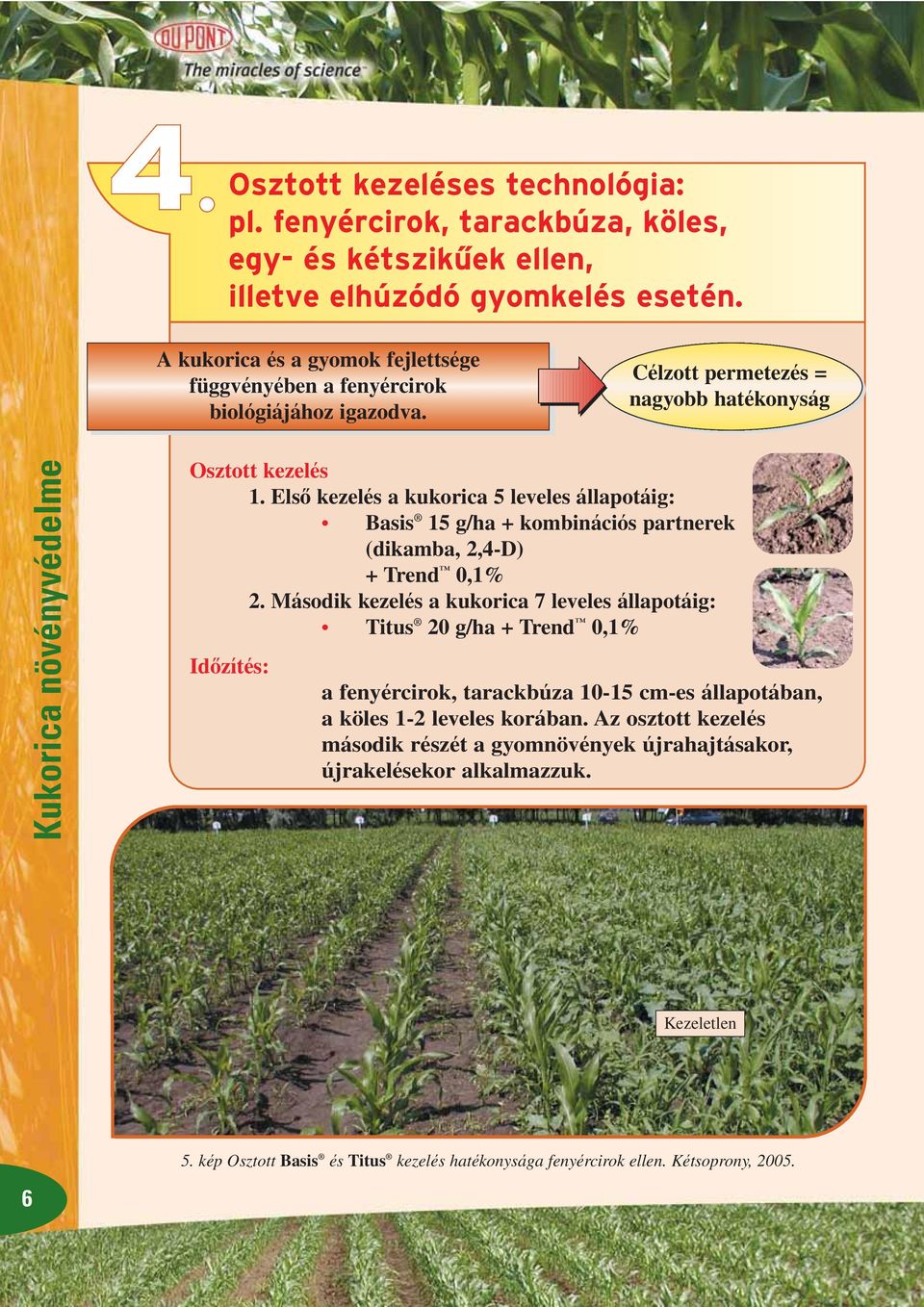 Elsô kezelés a kukorica 5 leveles állapotáig: Basis 15 g/ha + kombinációs partnerek (dikamba, 2,4-D) + Trend 0,1% 2.