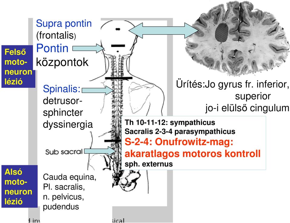 pelvicus, pudendus Ürítés:Jo gyrus fr.