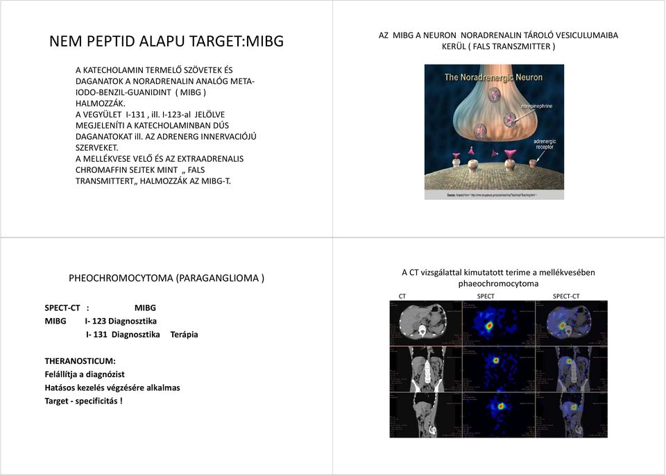 A MELLÉKVESE VELŐ ÉS AZ EXTRAADRENALIS CHROMAFFIN SEJTEK MINT FALS TRANSMITTERT HALMOZZÁK AZ MIBG T.