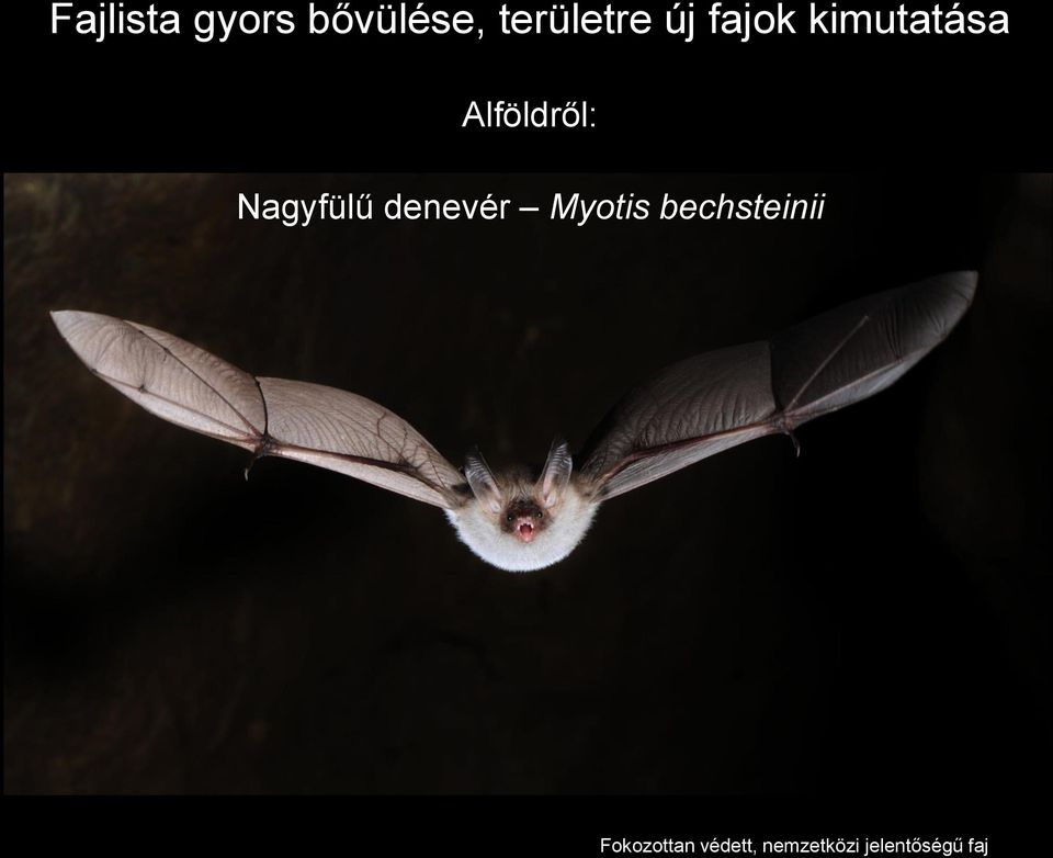 Nagyfülű denevér Myotis bechsteinii