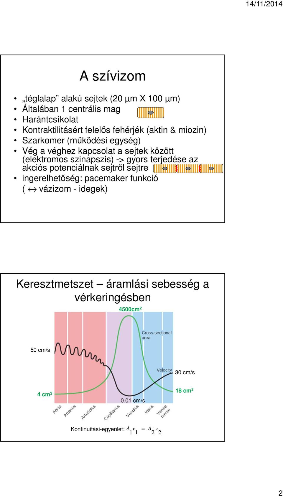 gyors terjedése az akciós potenciálnak sejtről sejtre ingerelhetőség: pacemaker funkció ( vázizom - idegek)