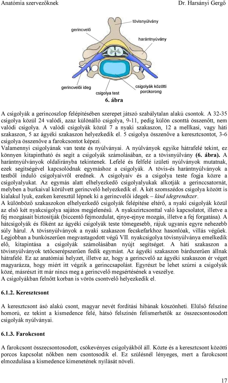 A valódi csigolyák közül 7 a nyaki szakaszon, 12 a mellkasi, vagy háti szakaszon, 5 az ágyéki szakaszon helyezkedik el.