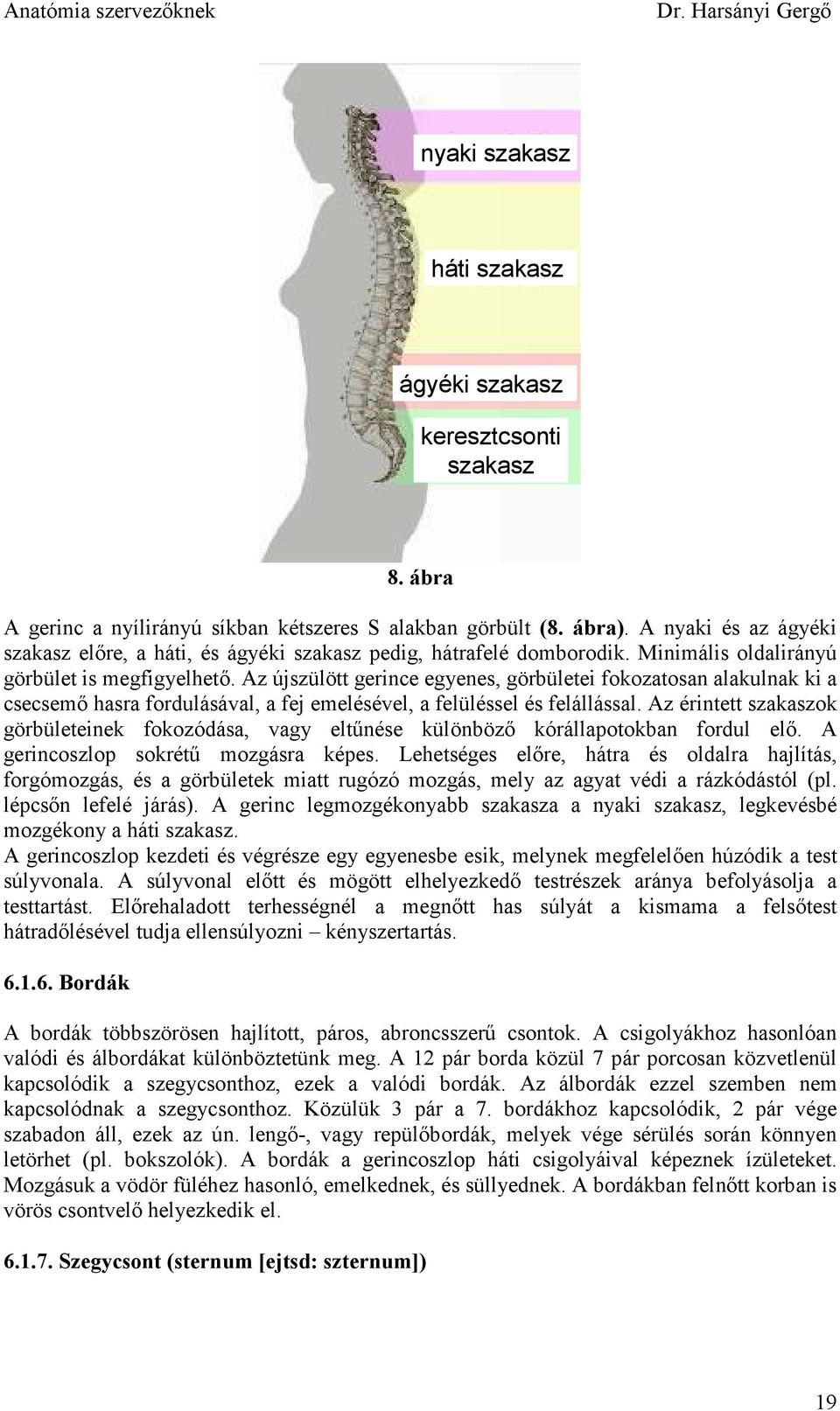 Az újszülött gerince egyenes, görbületei fokozatosan alakulnak ki a csecsemı hasra fordulásával, a fej emelésével, a felüléssel és felállással.