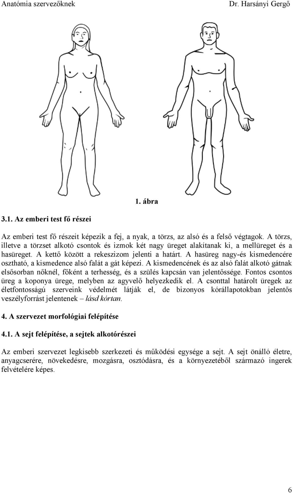 A hasüreg nagy-és kismedencére osztható, a kismedence alsó falát a gát képezi.